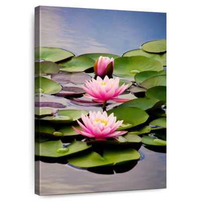 Sacred Lotus Flowers