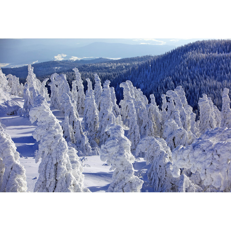 Broomall Bavarian Forest - Wrapped Canvas Print, 30cm H x 46cm W x 3.8cm D