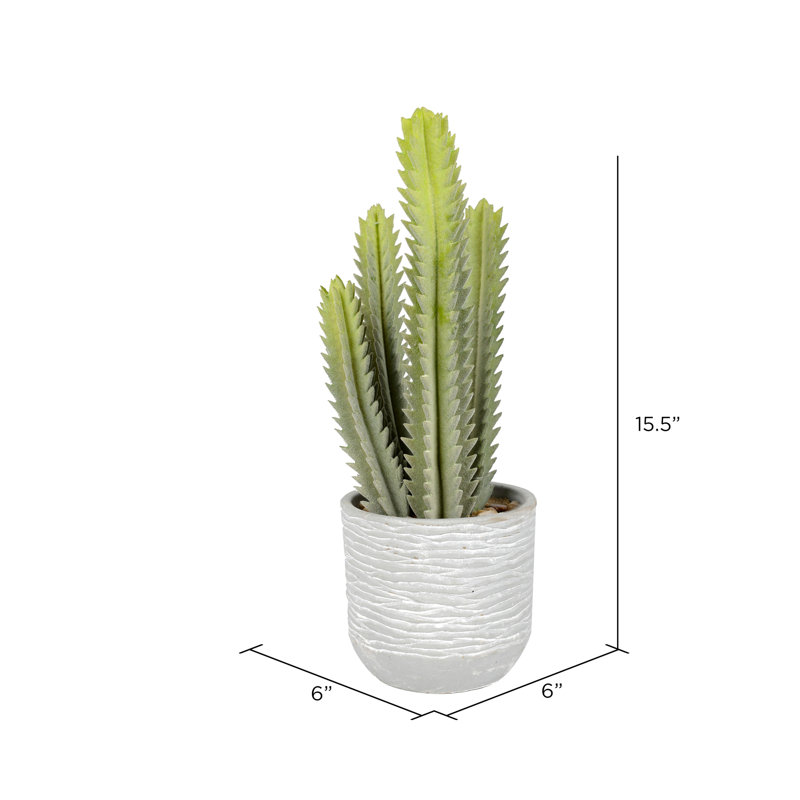 Cactus succulent en pot