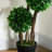 Artificial Boxwood Topiary in Pot-1853627218-1832811975