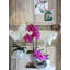 Phalaenopsis 60cm Plant-100807346