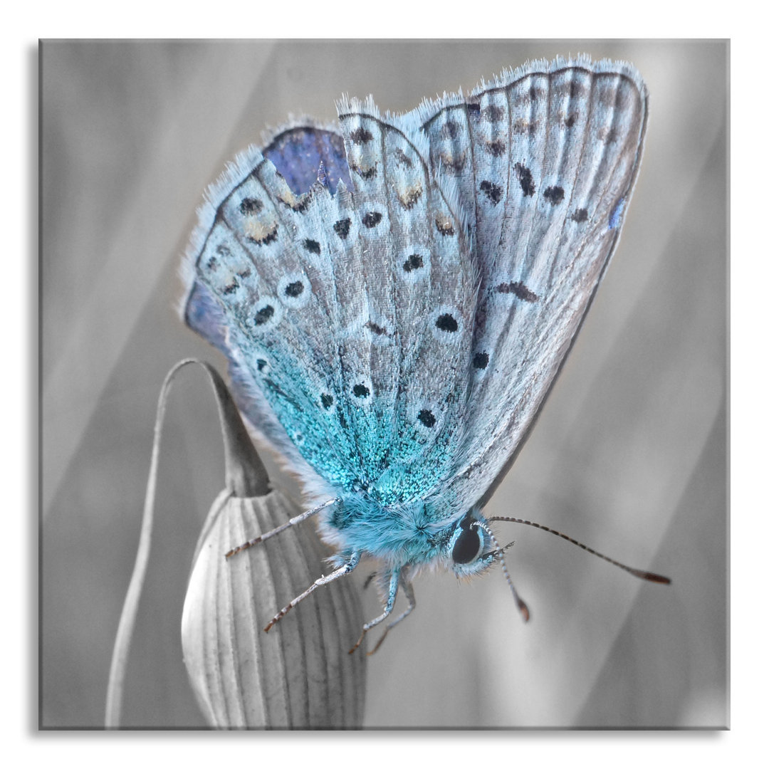 Ungerahmtes Foto auf Glas "Beautiful Blue Butterfly"