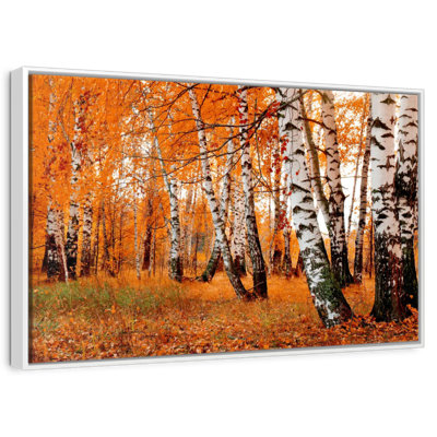Forêt de bouleaux orange