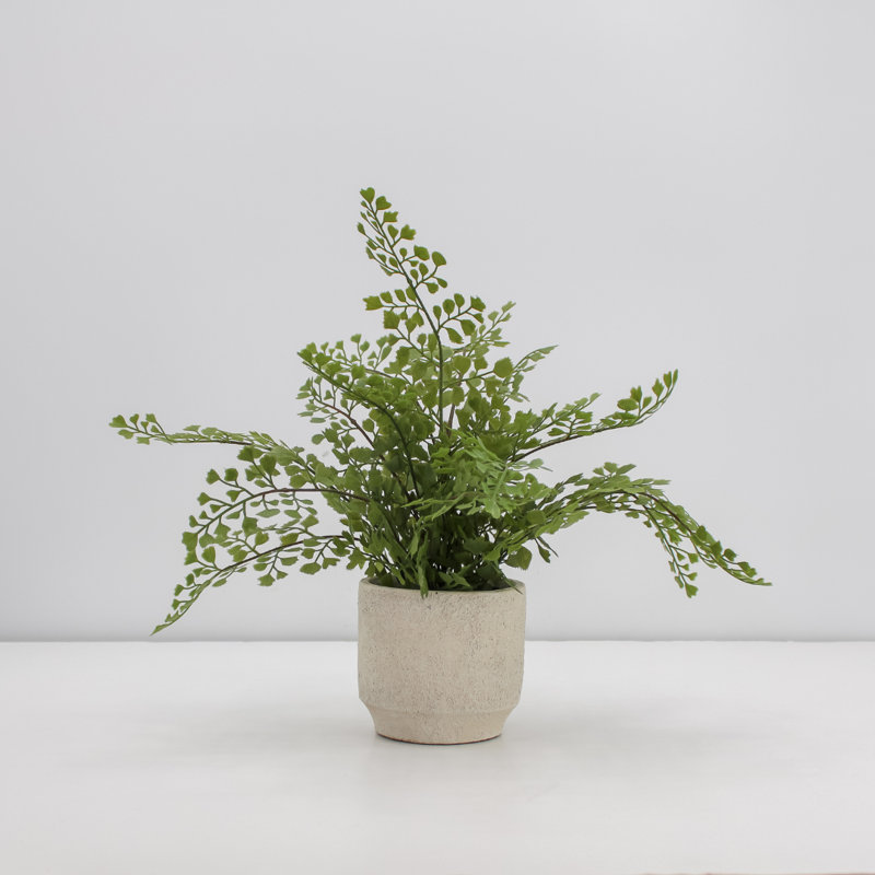 PLANT 2PK POT Snake 17 po Fougère 16 po