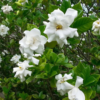1 gal. Gardenia Buttons (4-Pack)
