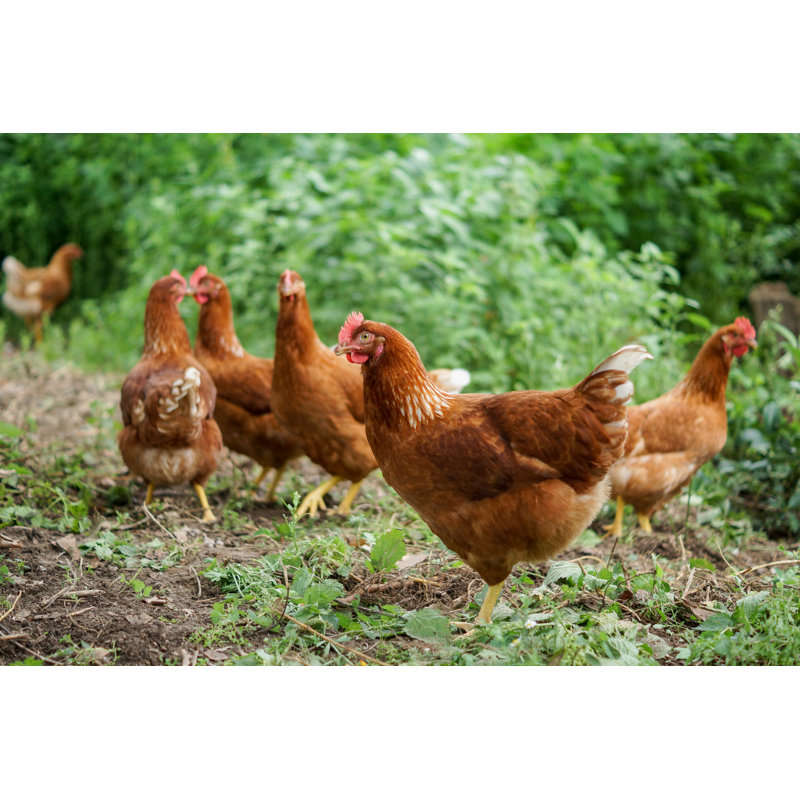 Happy Hen by ACM1988 - Wrapped Canvas Print, 61cm H x 91cm W