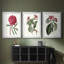 Roseat Blooms IV - reproduction encadrée sur mesure de qualité supérieure mate - 3 pièces-114374639-114374637