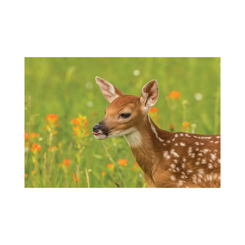 USA, Minnesota, Pine County. Captive Fawn. by Jaynes Gallery - Wrapped Canvas Print, 45.72cm H x 66.04cm W