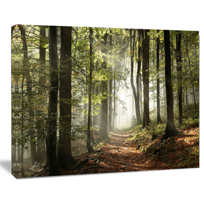 Green Fall Forest with Sun Rays - Forest Photograph Print