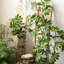 Faux eucalyptus de 37,4 po-1236016950