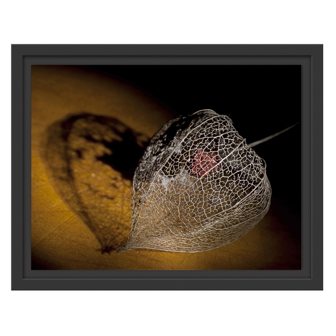 Gerahmtes Wandbild Schatten einer Physalis