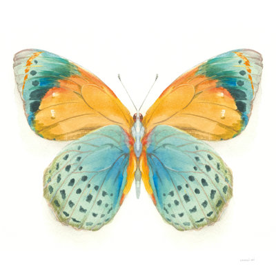 " Fragile Wings Butterfly I "