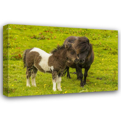 Illg, Cathy and Gordon Gallery Wrapped Canvas Art: Shetland Islands Shetland pony and offspring