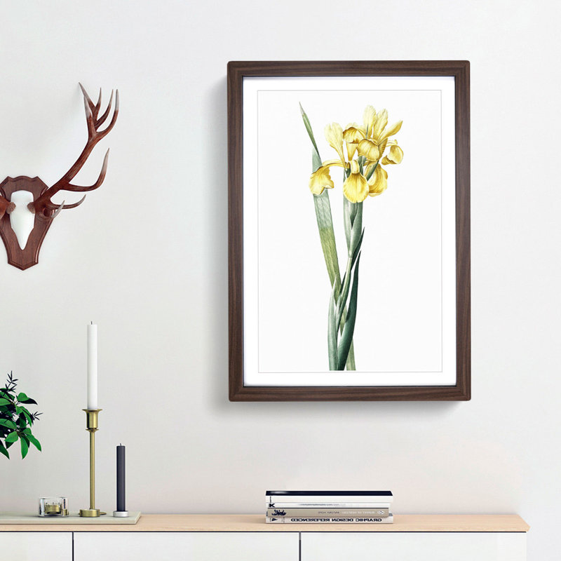 Monnieri Iris Flower by Pierre-Joseph Redoute - Picture Frame Art Print, 36cm H x 27cm W x 2cm D, Walnut Framed