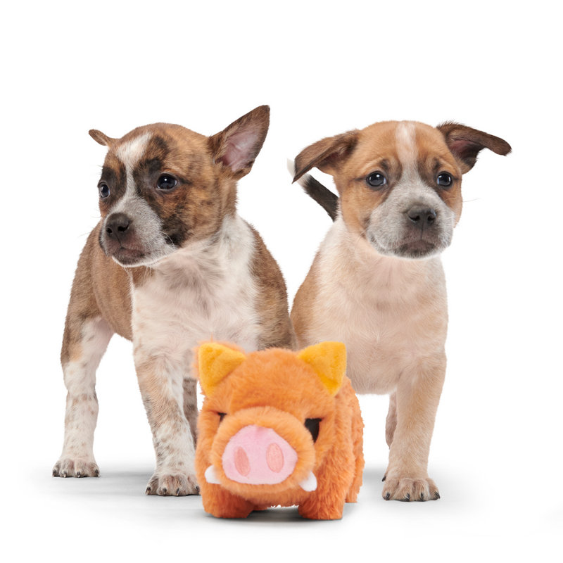 Best Of Bark Box Accessories