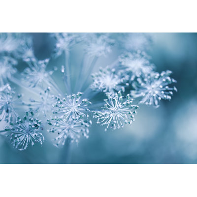 Magnifique fond hivernal avec des plantes sèches couvertes de givre dans la matinée hivernale - Photographie sur toile tendue