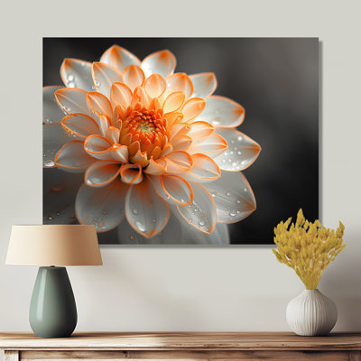 Dahlia orange et blanc - Photo murale