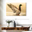 Canard colvert majestueux Brampt-107845162