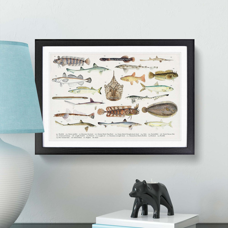 Illustrations of Southern Pacific Fishes by F.E. Clarke - Framed Print, 48cm H x 65cm W x 2cm D, Black Framed