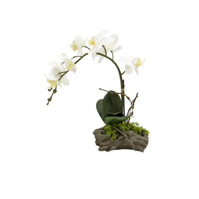 Orchid Arrangement in Planter