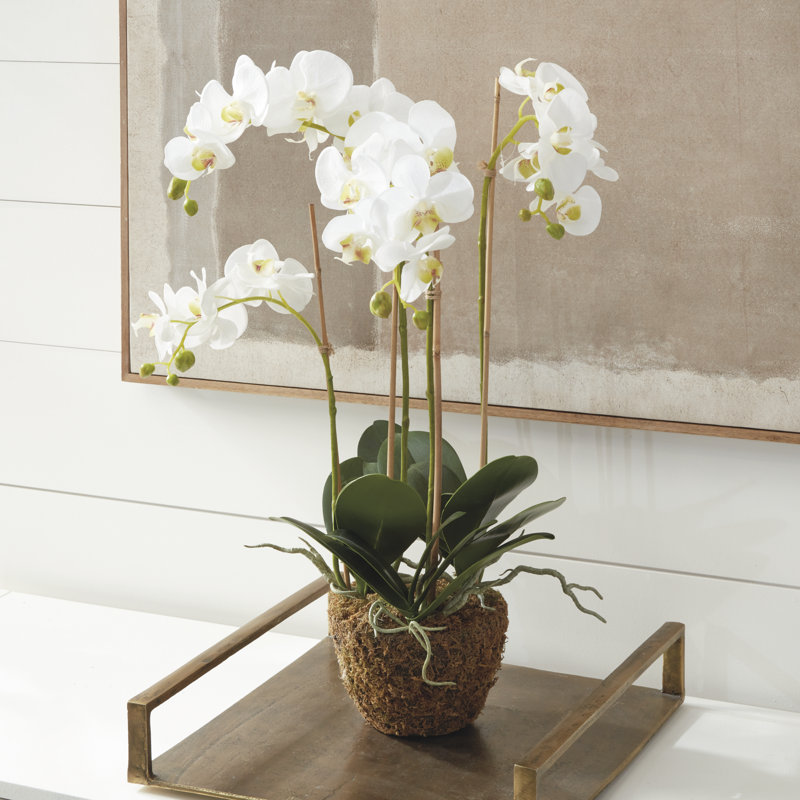 Conservatory Orchid Drop-In, 30" H x 8" W x 8" D