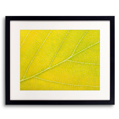 Autumn Leaf by Philippe Monthoux