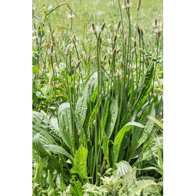 Plantain par - Photographie sur toile tendue