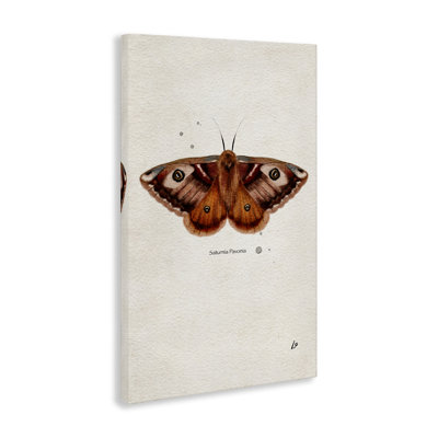 Art scientifique sur toile «Moth» par Lydia Orange
