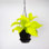 Live Neon Pothos Plant in Hanging Pot