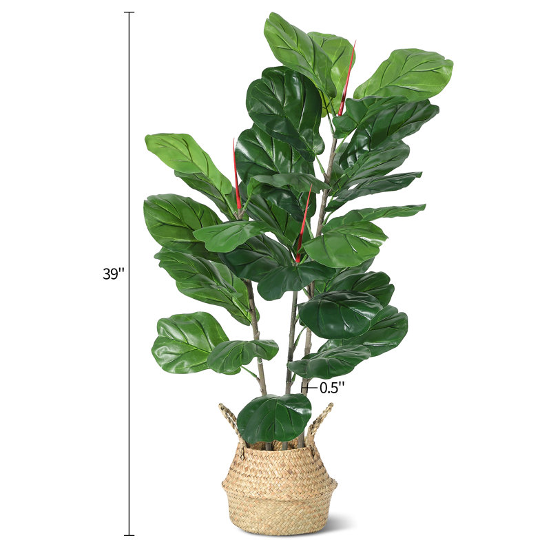 99cm Plant