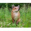 Figurine de renard assis-120612156