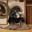  Tapis lavable africain Porcupine-933918870