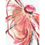 Full Blossom I Painting by Sara Brown-26728559-26728565