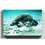 Manatee Photographic - Wrapped Canvas-19090864