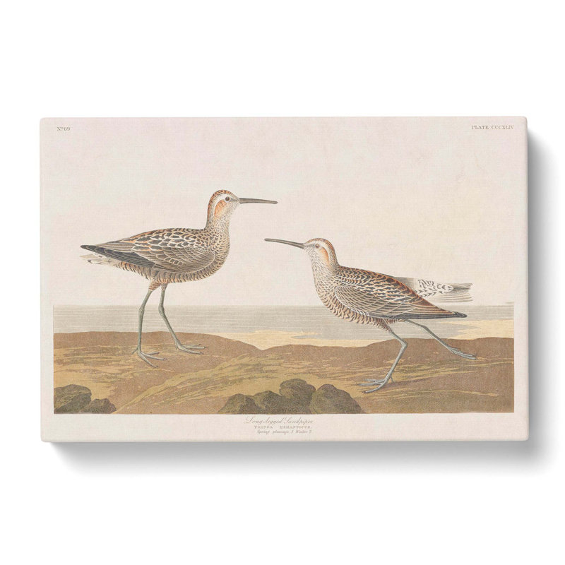 Sandpiper Birds by John Audubon - Wrapped Canvas, 40cm H x 60cm W x 3cm D
