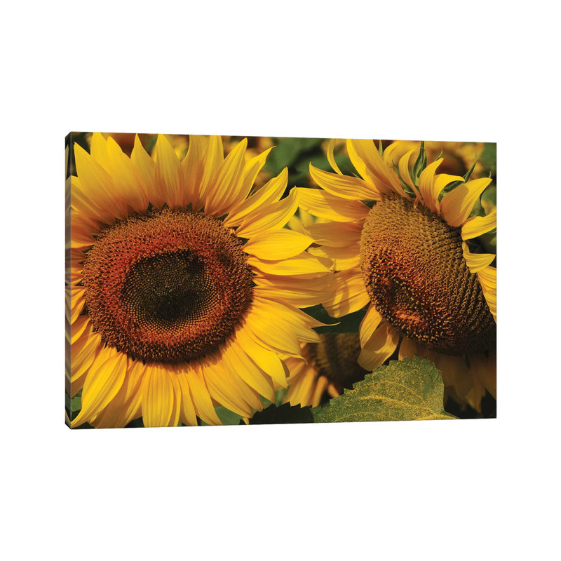 Sunflowers by Brian Wolf - Wrapped Canvas Print