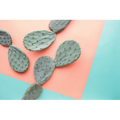 Cactus On Colourful Background - Wrapped Canvas Print