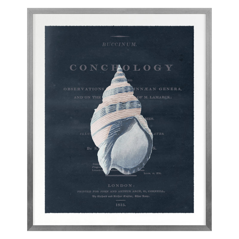 Conchology Buccinum Print by Porter Design