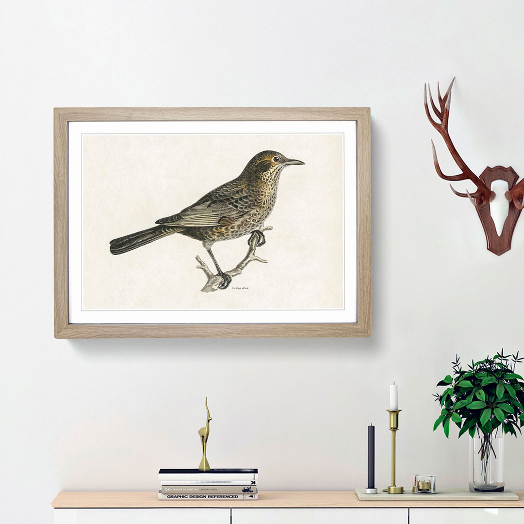 Blackbird by Von Wright - Picture Frame Art Print