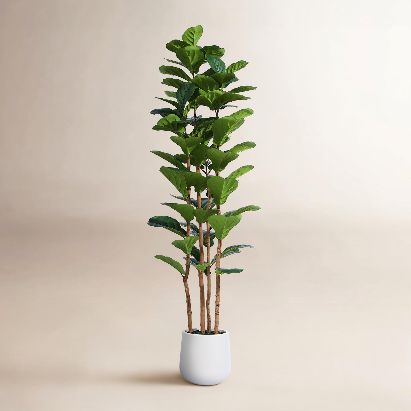 Adarna Fiddle Leaf Fig Tree in Pot, 72" H x 24" W x 24" D