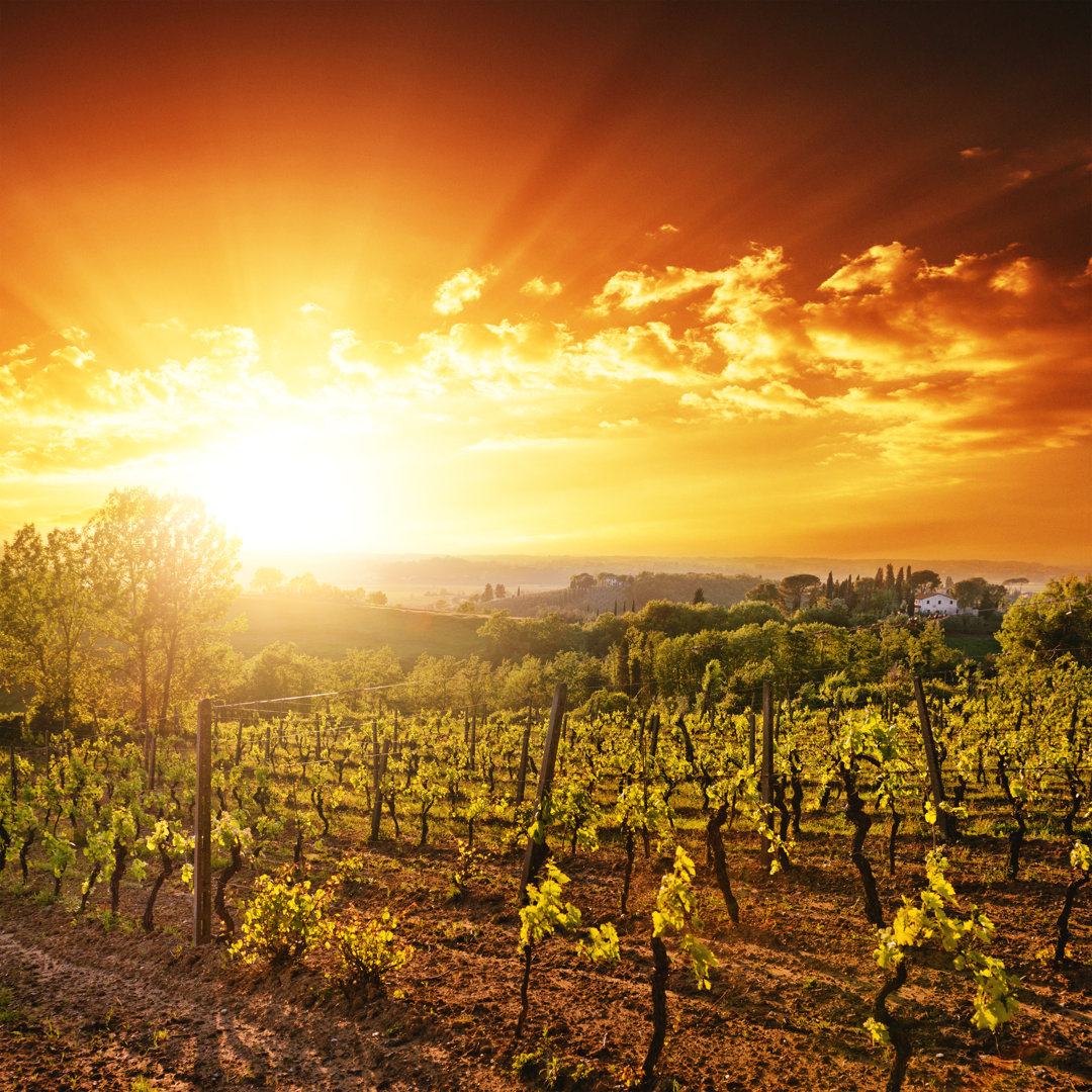 Weinberg-Landschaft bei Sonnenuntergang von Franckreporter - Leinwanddrucke