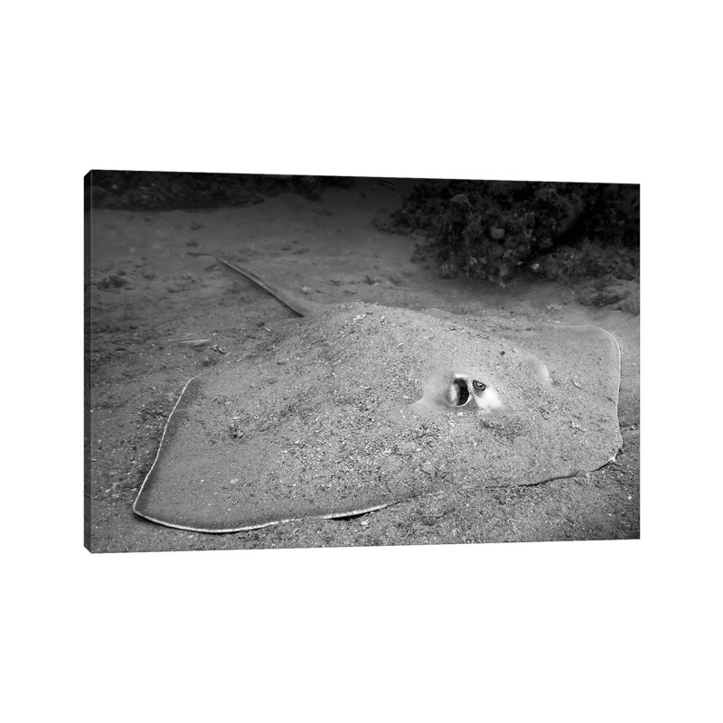 A Southern Stingray Waits At The Bottom Of The Seafloor by Jennifer Idol - Wrapped Canvas Print, 20.32 cm H x 30.48 cm W