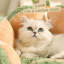 Lit pour chat en forme de cactus-176592600