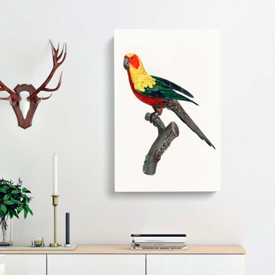 A Sun Parakeet by F. Levaillant - Wrapped Canvas