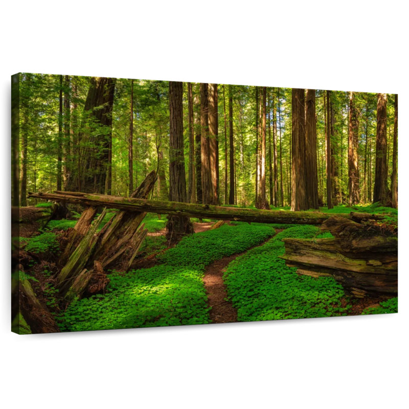 Forêt de séquoias à Harnek, H 26 po x l 39 po