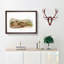 Bachmans Hares by J.W. Audubon - Picture Frame Painting Print-55683454-55683459