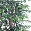 Sapin panaché ficus en pot