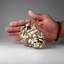 Pyrite Cluster from Huanuco Province, Peru (576.9 grams)