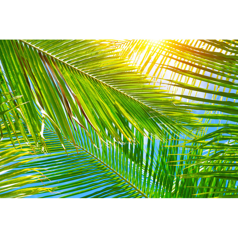 Fresh Palm Leaves Background by Anna_Om - Wrapped Canvas Print, 30cm H x 46cm W x 3.8cm D