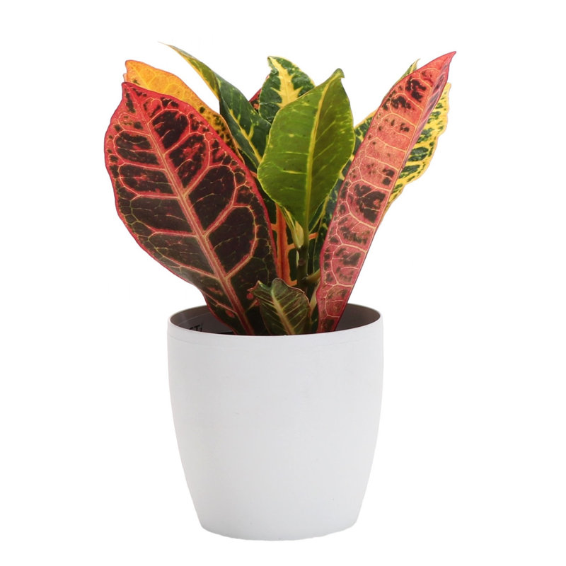 Live Petra Croton Plant in Classic Pot, White